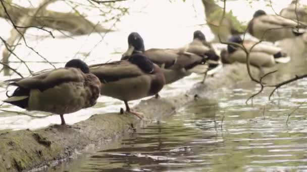 Ducks Row Balancing Log Water — Vídeo de stock