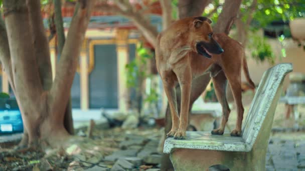 Close Cute Homeless Dog Standing Bench Thai Temple Looking One — Stockvideo