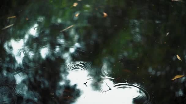 Close Small Rain Drops Falling Still Lake Reflection Trees Afternoon — Vídeos de Stock