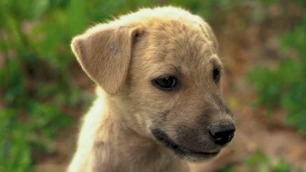 Close Little Cute Puppy Mongrel Dog Sunny Day Asian Park — 图库视频影像
