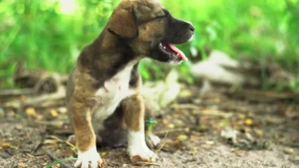 Little Adorable Puppy Sitting Nature Yawning Looking Camera Asia Sunny — Videoclip de stoc