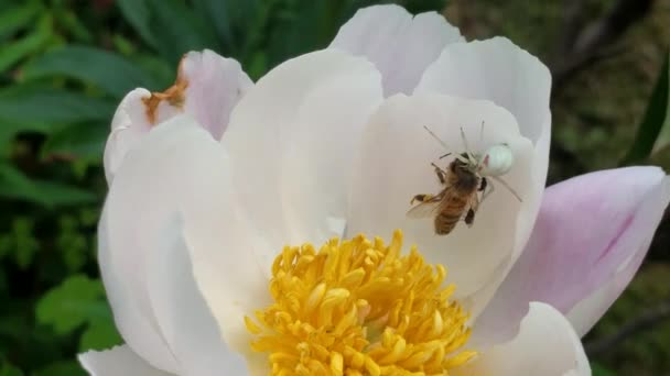 White Spider Eating Trapped Wasp Closeup Flower — Vídeo de Stock