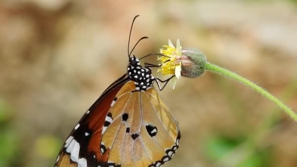 Closeup Video Butterfly Garden — Vídeo de stock