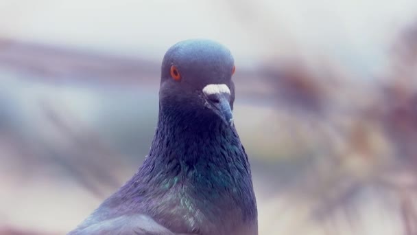 Closeup Shot Video Beautiful Pigeon Bird — Vídeos de Stock