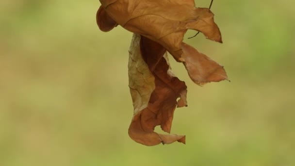 Hanging Dry Leaf Green Background — Vídeos de Stock