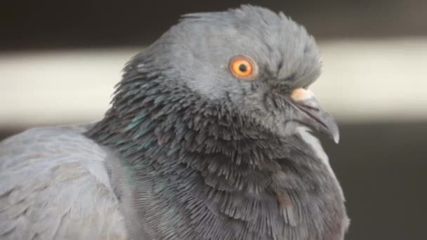 Bubbly Pigeon Bird Closeup Shot Video — ストック動画