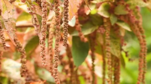 Hanging Colorful Small Flowers Garden — Stok video