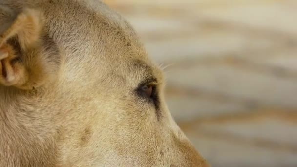 Sleepy Street Dog Closeup Shot Video — Vídeo de Stock