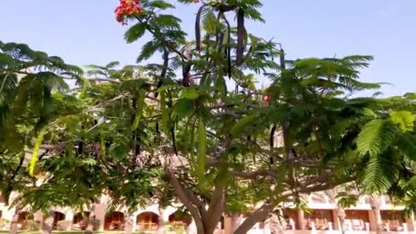 Camera Moving Flamboyant Tree Beautiful Sunny Day Clear Blue Sky — Video