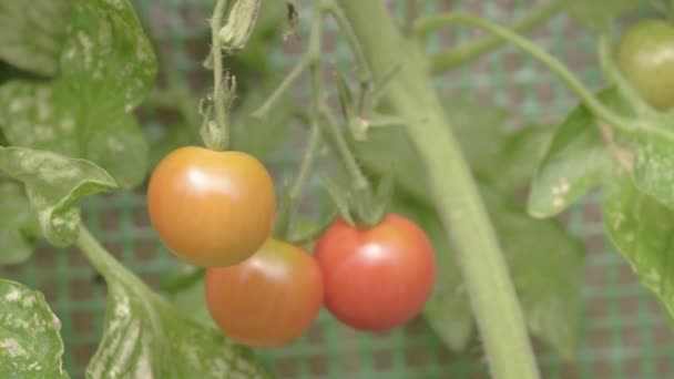 Cherry Tomatoes Growing Vine Greenhouse — 图库视频影像