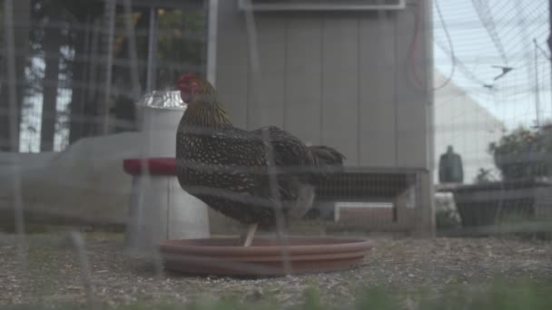 Domestic Chicken Stands Food Bowl Coop — стокове відео