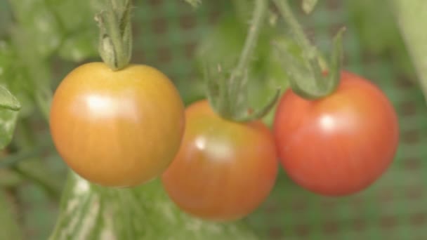Cherry Tomatoes Growing Vine Greenhouse — Vídeos de Stock