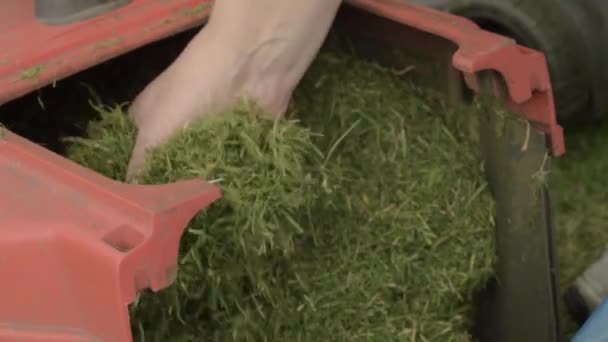 Gardener Clearing Out Lawn Mower Freshly Cut Grass — Stock Video