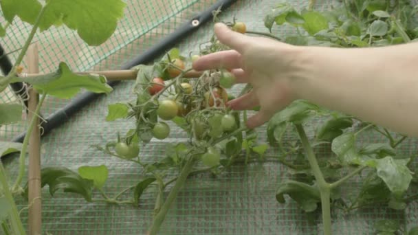 Gardener Inspecting Crop Cherry Tomatoes Growing Vine Greenhouse — ストック動画