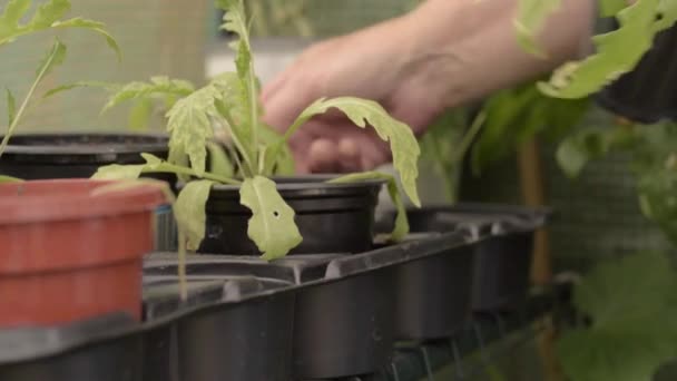 Jardinero Moviendo Plantas Maceta Invernadero — Vídeo de stock