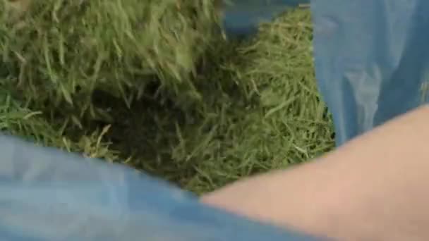Gardener Handling Freshly Cut Grass — Stockvideo