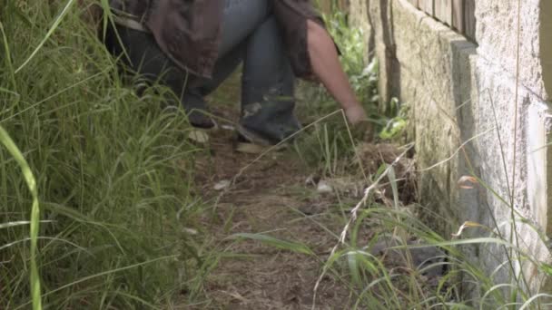 Homeowner Pulling Out Weeds Roots Pathway — Vídeo de Stock