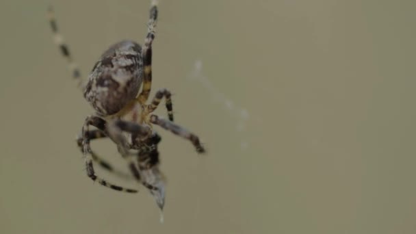 Spider Hanging His Web — Stock video
