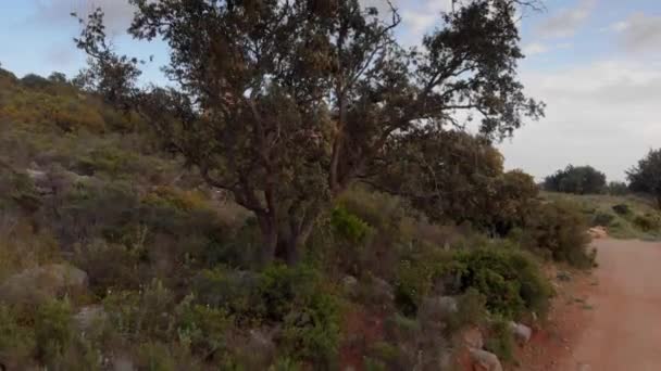 Old Derelict Quicklime Factory Graffiti Drone Rising Reveal Tree — Αρχείο Βίντεο