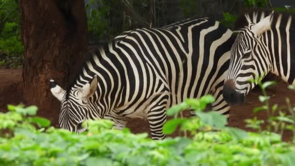 Two Black White Zebra Eating Grass Zoo — 图库视频影像