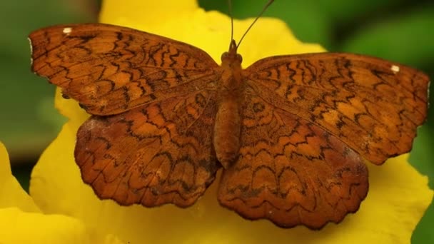 Closeup Footage Butterfly Sitting Yellow Flower — Vídeo de Stock