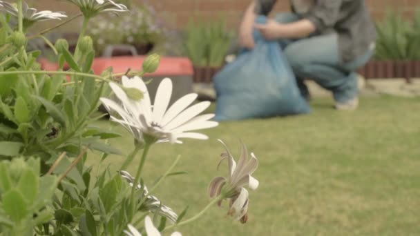 Κηπουρός Συσκευάζει Επάνω Μοσχεύματα Χόρτου Μετά Κούρεμα Του Γκαζόν — Αρχείο Βίντεο