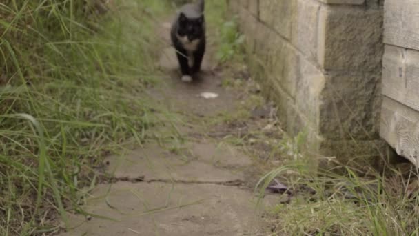 Zwart Wit Kat Loopt Naar Camera Steegje Manier — Stockvideo