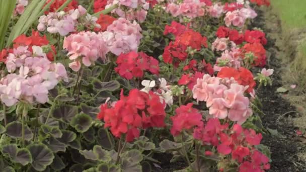 Géraniums Roses Rouges Soufflant Dans Vent — Video