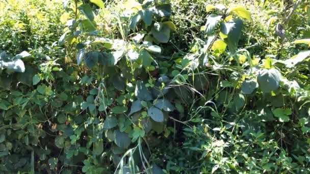 Bird Leaves Jungle Tree — Αρχείο Βίντεο