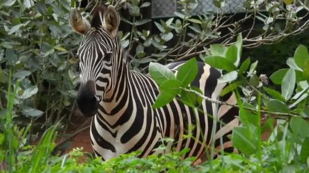 Czarno Biała Zebra Parku — Wideo stockowe