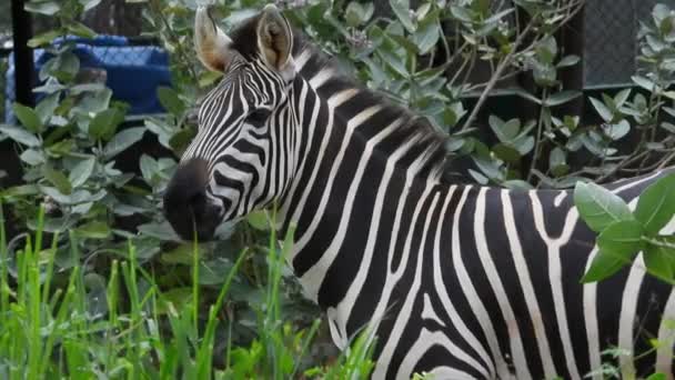 Zebra Preto Branco Parque — Vídeo de Stock