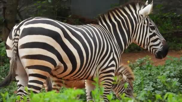 Schwarzes Und Weißes Zebra Park — Stockvideo