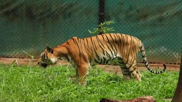 Тигр Їсть Траву Парку — стокове відео