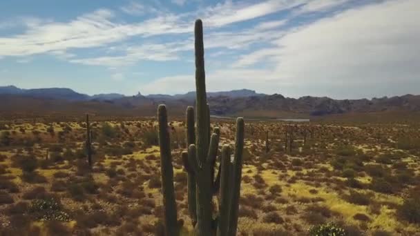 Aerial Drone Shot Saguaro Cactus Sonoran Desert Arizona — ストック動画