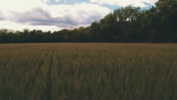 Drohnenschuss Von Einem Feld Voller Getreide — Stockvideo