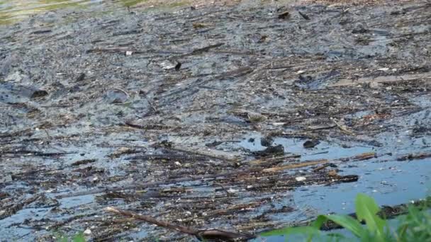 Çöp Plastik Ağaç Uzuv Suda Yüzen Diğer Maddelerden Oluşan Sel — Stok video