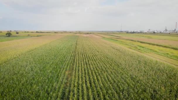 Aerial Drone Footage Corn Fields Drone Fly Higher Higher Front — Stockvideo