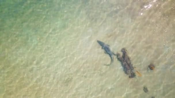 Straight Stationary Drone Shot Large Saltwater Crocodile Moving Stealthy Surface — ストック動画