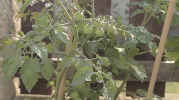 Pomodori Verdi Che Crescono Giardino — Video Stock