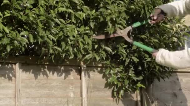 Trimming Hedges Garden Shears — Stock Video
