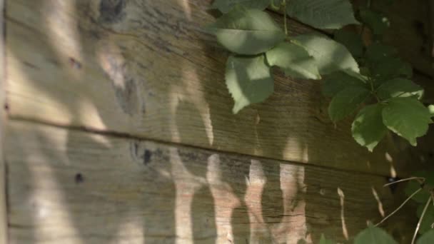 Tree Leaves Shadows Wooden Shed — Vídeo de Stock