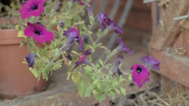 Geraniums Magenta Growing Potting Shed — Stockvideo