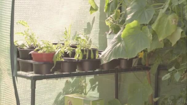 Potted Plants Growing Greenhouse — Vídeo de Stock