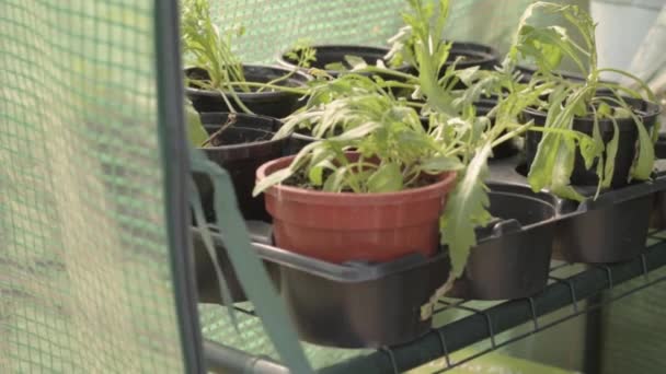 Potted Plants Growing Greenhouse — Vídeo de Stock