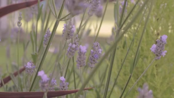 Lavender Flower Background Breezy Day — Wideo stockowe