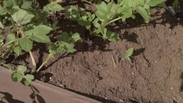 Home Growing Potato Plants Garden — Stock Video