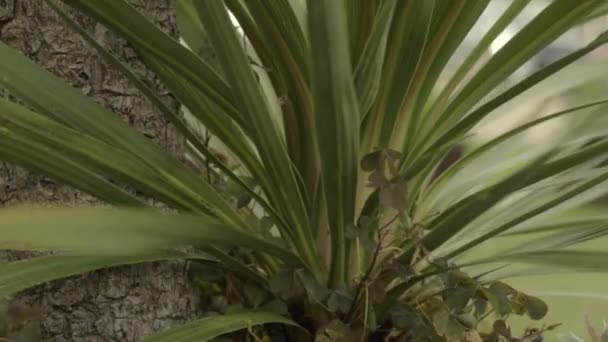 Yucca Tree Leaves Blowing Wind — Stock video