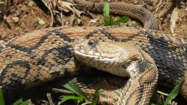 Viper Snake Licking Its Body — Vídeos de Stock