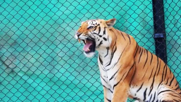 Tiger Relaxing Taman Nasional — Stok Video