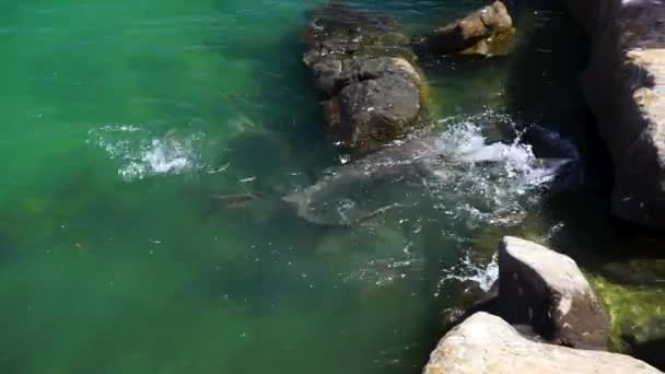 Slow Motion Shark Feeding Frenzy Shallow Clear Water Next Rocks — 图库视频影像